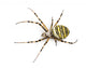 Wasp Spider Viewed from up High, Argiope Bruennichi, Isolated Wall Decal