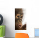 Close-up of a young Bornean orangutan's profile, Pongo pygmaeus Wall Mural