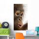 Close-up of a young Bornean orangutan's profile, Pongo pygmaeus Wall Mural
