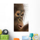 Close-up of a young Bornean orangutan's profile, Pongo pygmaeus Wall Mural