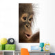 Close-up of a young Bornean orangutan's profile, Pongo pygmaeus Wall Mural