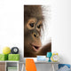 Close-up of a young Bornean orangutan's profile, Pongo pygmaeus Wall Mural