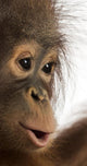 Close-up of a young Bornean orangutan's profile, Pongo pygmaeus Wall Mural
