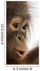 Close-up of a young Bornean orangutan's profile, Pongo pygmaeus Wall Mural
