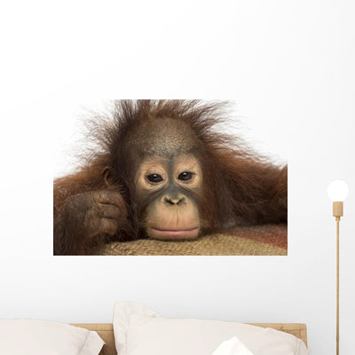 Close-up Young Bornean Orangutan shown on a wall