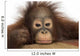 Close-up of a young Bornean orangutan looking tired 