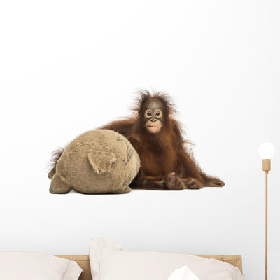 Young Bornean Orangutan Hugging Wall Decal shown on a wall