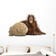 Young Bornean Orangutan Hugging Its Burlap Stuff Wall Decal