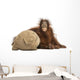 Young Bornean Orangutan Hugging Its Burlap Stuff Wall Decal