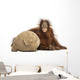 Young Bornean Orangutan Hugging Its Burlap Stuff Wall Decal