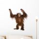 Young Bornean orangutan standing, reaching up, Pongo pygmaeus Wall Decal