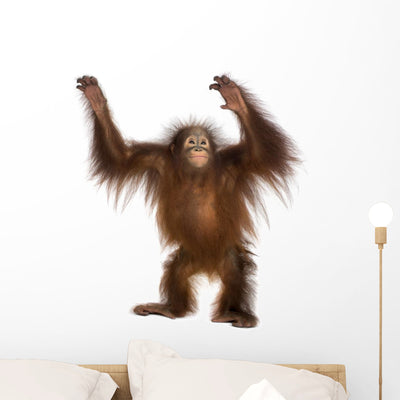 Young Bornean Orangutan Standing Wall Decal shown on a wall