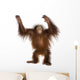 Young Bornean orangutan standing, reaching up, Pongo pygmaeus Wall Decal