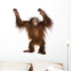 Young Bornean orangutan standing, reaching up, Pongo pygmaeus Wall Decal