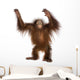 Young Bornean orangutan standing, reaching up, Pongo pygmaeus Wall Decal