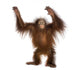 Young Bornean orangutan standing, reaching up, Pongo pygmaeus Wall Decal