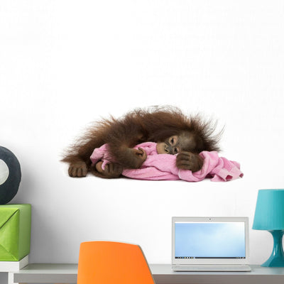 Young Bornean Orangutan Tired shown on a wall