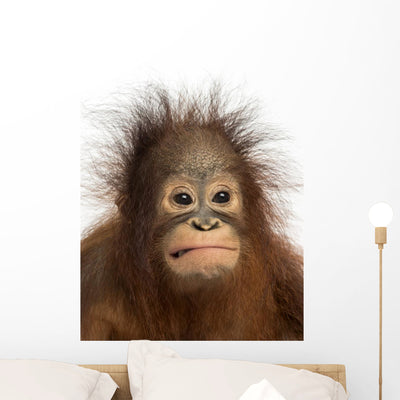 Close-up Young Bornean Orangutan shown on a wall