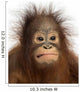 Close-up of a young Bornean orangutan making a face 