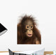 Close-up of a young Bornean orangutan, Pongo pygmaeus Wall Mural