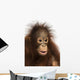 Close-up of a young Bornean orangutan, Pongo pygmaeus Wall Mural
