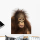Close-up of a young Bornean orangutan, Pongo pygmaeus Wall Mural