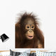 Close-up of a young Bornean orangutan, Pongo pygmaeus Wall Mural