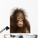Close-up of a young Bornean orangutan, Pongo pygmaeus Wall Mural