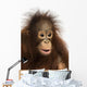 Close-up of a young Bornean orangutan, Pongo pygmaeus Wall Mural