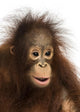 Close-up of a young Bornean orangutan, Pongo pygmaeus Wall Mural