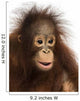 Close-up of a young Bornean orangutan, Pongo pygmaeus Wall Mural