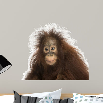 Young Bornean Orangutan Looking shown on a wall