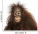Young Bornean orangutan looking at the camera, Pongo pygmaeus 