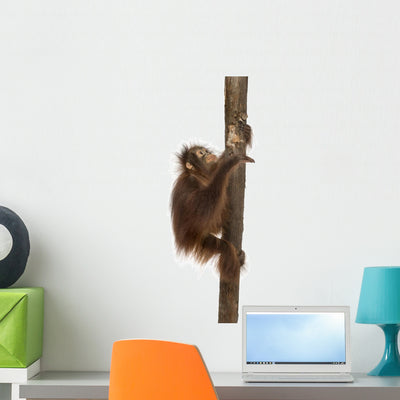 Side Young Bornean Orangutan Wall Decal shown on a wall