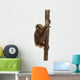 Side View of a Young Bornean Orangutan Climbing on a Tree Trunk Wall Decal