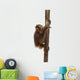 Side View of a Young Bornean Orangutan Climbing on a Tree Trunk Wall Decal