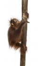 Side View of a Young Bornean Orangutan Climbing on a Tree Trunk Wall Decal