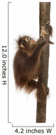 Side View of a Young Bornean Orangutan Climbing on a Tree Trunk Wall Decal