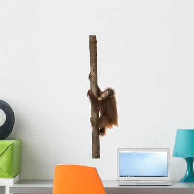 Side Young Bornean Orangutan shown on a wall