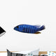 Side View of an Electric Blue Hap, Sciaenochromis Ahli, Isolated Wall Decal