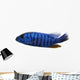 Side View of an Electric Blue Hap, Sciaenochromis Ahli, Isolated Wall Decal
