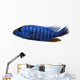 Side View of an Electric Blue Hap, Sciaenochromis Ahli, Isolated Wall Decal
