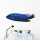 Side View of an Electric Blue Hap, Sciaenochromis Ahli, Isolated Wall Decal
