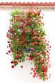 Typical Window decorated Pink and Red Flowers, Mediterranean Eur Wall Mural