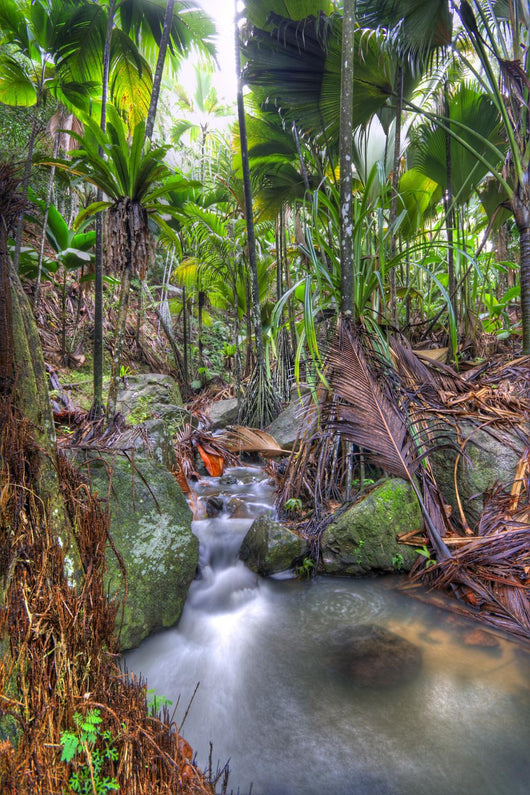 Rain forest Wall Mural