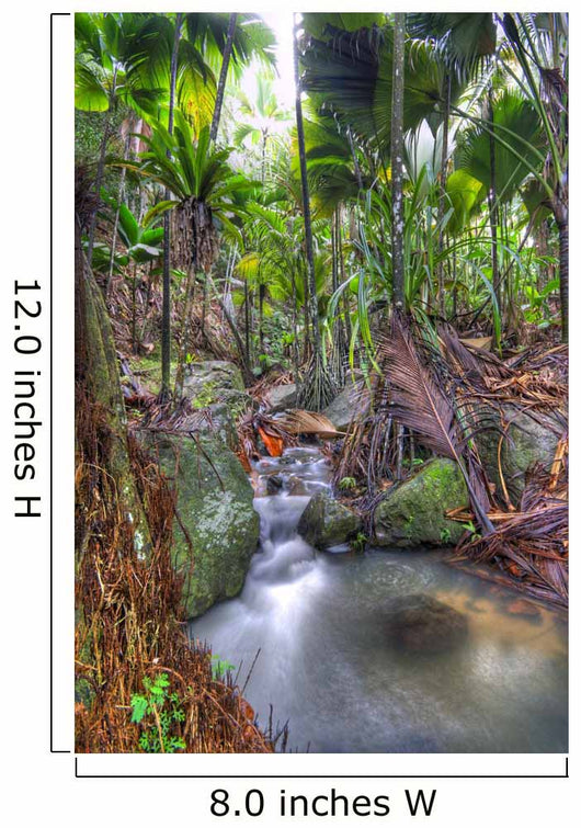 Rain forest Wall Mural