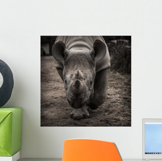 rhinoceros 