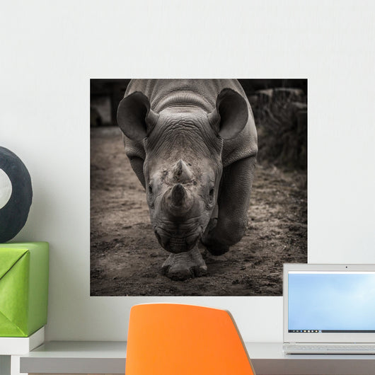 rhinoceros 