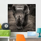 rhinoceros 