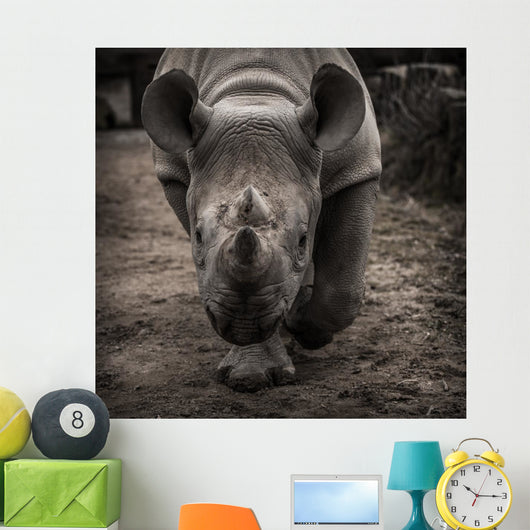 rhinoceros 